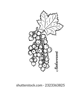 Red currant. Blck and white berries. Hand-drawn flat image. Vector illustration on a white background. 