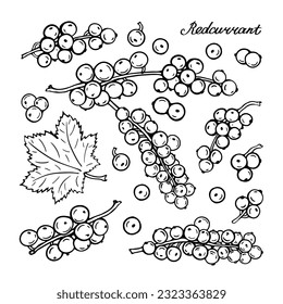 Red currant. Blck and white berries set. Hand-drawn flat image. Vector illustration on a white background.