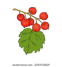 Red Currant branch with berries, hand drawn doodle drawing, contour, black outline.