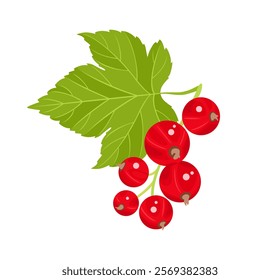 Red currant branch and green leaf isolated on white background. Vector flat cartoon illustration. Fresh berry icon. 