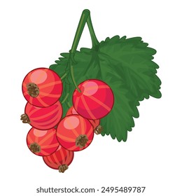 Red currant branch hanging with a green leaf is a delicious and healthy snack or ingredient