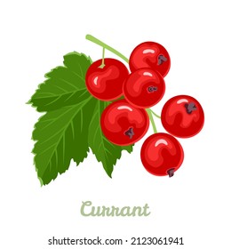 Red currant branch isolated on white background. Vector illustration of fresh ripe berry in cartoon flat style.