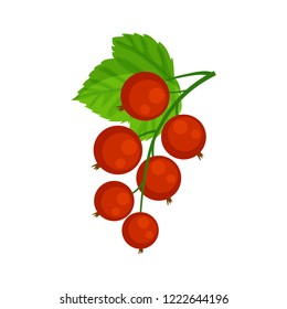 Red currant brunch vector illustration isolated on white background. Garden berries