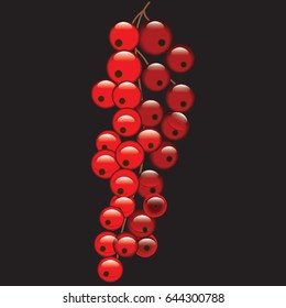 Red currant bunch isolated on black background art abstract creative vector