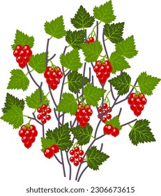 Red currant bush. Vector bush of red ripe berries.Isolated on a white background.