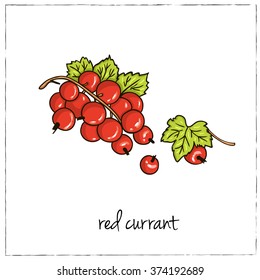 Red Currant. Collection of berries.  Vector illustration of berries for design menus, recipes and packages product.