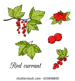 Red currant colored vector set.