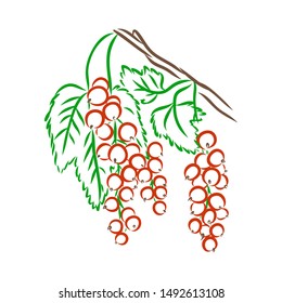 Red currant, contour vector illustration 