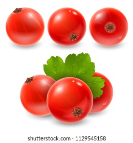 Red currant design set. Fresh ripe berries of red currant in different views and composition with leaf. Realistic vector illustration.