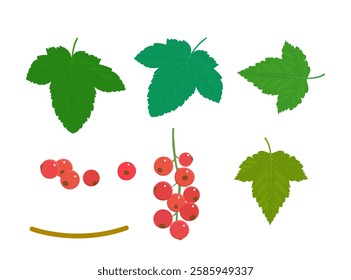 Red currant element set. Red currant collection of berries and leaves  isolated on a white background. Botanical elements for design, cover, cards, backdrop.