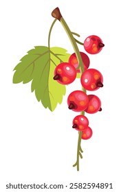 Red currant fruit isolated ripe berries. Vector blackcurrant berry bunch, botanical design.