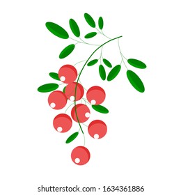 Red currant with green leaves on white background.Vector illustration.