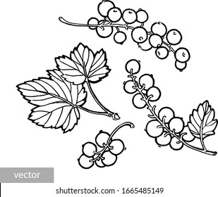 Red currant hand drawn illustration. Garden berry black and white sketch. Aromatic ripe summer dessert. Juicy Ribes nigrum freehand pen branch. Design element for label, poster, print. Vector.