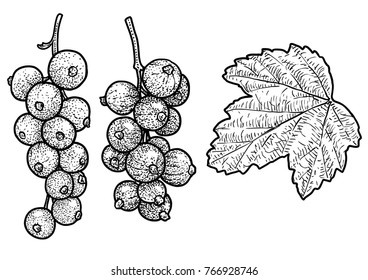 Red currant illustration, drawing, engraving, ink, line art, vector