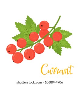 Red currant isolated on white background