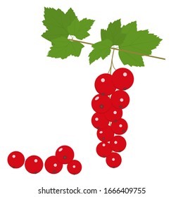 Red currant. Isolated vector color flat image of berries and currant twigs on a white background