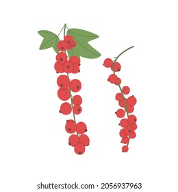 Red currant with leaf growing on branch. Fresh ripe berry cluster and leaves. Garden redcurrant. Colored flat vector illustration of vitamin food plant isolated on white background