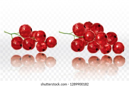 Red Currant on a white transparent background. Vector illustration