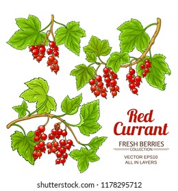 red currant plant vector