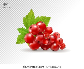 Red currant. Realistic vector illustration of berries on transparent background. 3d
