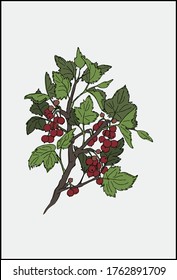 Red currant realistic vector illustration.  Brunch with berries and green leaves. 