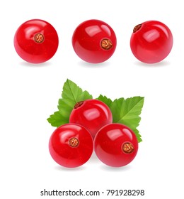 Red currant. Realistic vector illustration of berries and green leaves on white background.