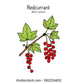 Red currant (Ribes rubrum), branch with leaves and fruit, edible and medicinal plant. Botanical hand drawn vector illustration