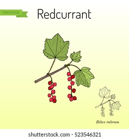 Red currant (Ribes rubrum) garden plant. Hand drawn botanical vector illustration