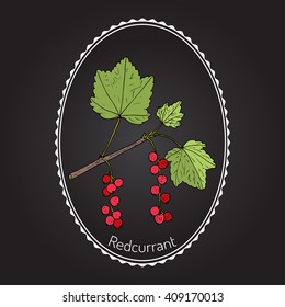 Red currant  (Ribes rubrum). Hand drawn botanical vector illustration
