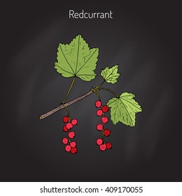 Red currant  (Ribes rubrum). Hand drawn botanical vector illustration