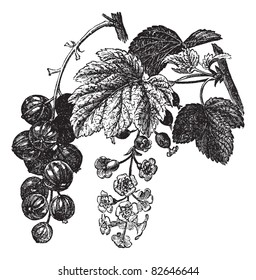 Red currant (Ribes rubrum) vintage engraving. Old engraved illustration of fresh red currants with leaves and flowers Trousset encyclopedia (1886 - 1891).