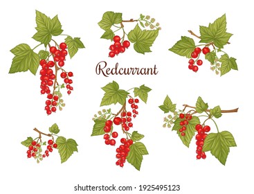 Red currant. Ripe berries on branch. Clip art, set of elements for design. Graphic drawing, engraving style. Vector illustration.