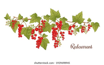 Red currant. Ripe berries on branch. Clip art, set of elements for design. Graphic drawing, engraving style. Vector illustration.