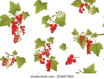 Red currant red, ripe berries. Seamless pattern, background. Vector illustration. In botanical style Isolated on white background
