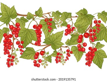 Red currant red, ripe berries. Seamless pattern, background. Vector illustration. In botanical style Isolated on white background