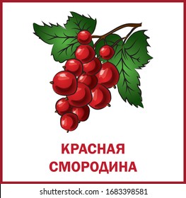 
Red currant in russian text, card for children