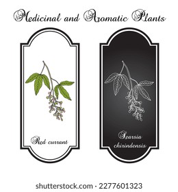 Red currant (Searsia chirindensis), edible and medicinal plant. Hand drawn botanical vector illustration