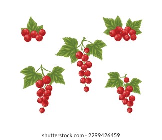 Red currant set. Three branches with ripe red currants and green leaves. Twigs with ripe currant berries. Vector illustration on a white background