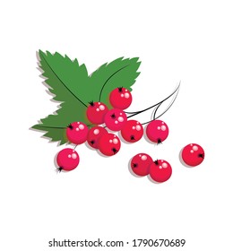 Red currant. Vector currant berries. Twig redcurrant with leaf isolated on white background. Poster