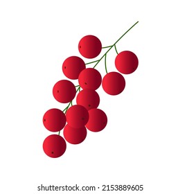 red currant vector hand drawn illustration on the white background