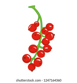 Red Currant Vector Illustration 