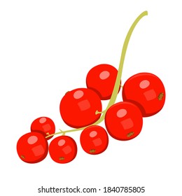 Red currant vector isolated. Vegetarian food full of vitamins, illustration of red berries. Healthy ripe berry, organic product.