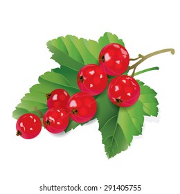 Red currants