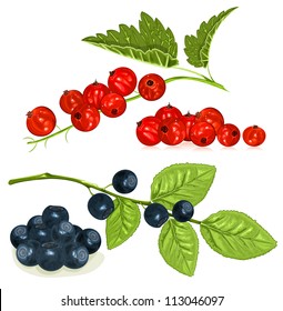 Red currants and blueberries with leaves. vector illustration