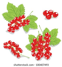 Red currants on a white background