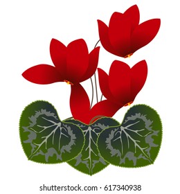 Red cyclamens.