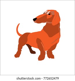 Red dachshund isolated on white background, vector illustration dog.