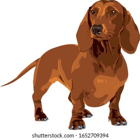 Red dachshund on white background, vector drawing