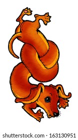 Red dachshund tied itself in a knot. From a series of images of funny dogs.