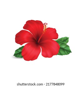 red dahlia  and green. Flower on the white isolated background with clipping path. For design. Closeup. Nature.
